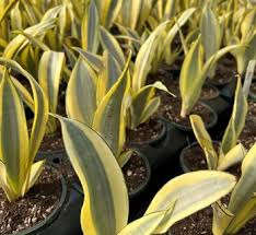 Image result for Sansevieria pearsonii