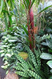 Areca Vestiaria Calathea And Dieffenbachia In 2020 Tropical Garden Plants Asian Garden Tropical Landscaping