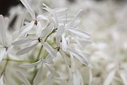 Image result for Chionanthus