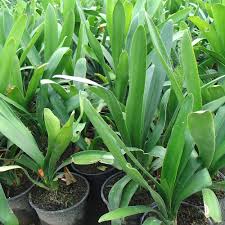 Image result for Clivia miniata