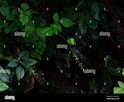 Image result for Pseudarthria