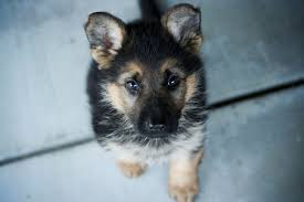 There is no way to tell what color your german shepherd puppy will be until it's. Cute German Shepherd Puppies Images Pets Lovers