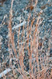 Image result for Aristida bipartita