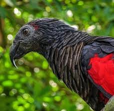 Discover how much is a parrot as we look at the parrot prices of 64 birds. Meet The Dracula Parrot The Most Gothic Bird On Earth
