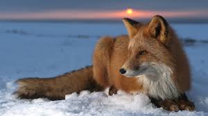 At your doorstep faster than ever. 1100 Fox Hd Wallpapers Background Images