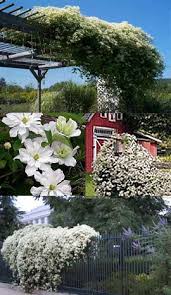 It is a true climbing plant. Climbing Plants Direct