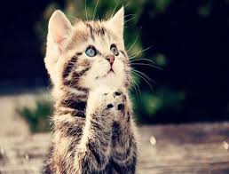 Free kucing lucu imut wallpaper full hd wallpaper. Wallpaper Kucing Lucu Hd 1 0 Apk Androidappsapk Co