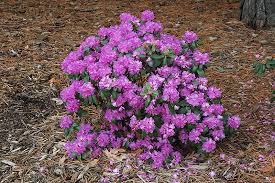 Image result for Rhododendron