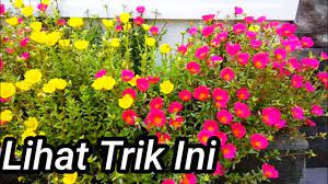 Memiliki warna bunga yang sangat indah. Tips Menanam Bunga Krokot Agar Cepat Berbunga Youtube