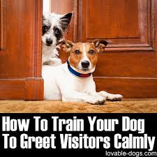 How To Train Your Dog To Greet Visitors Calmly Dog Care Dogs Dog Training