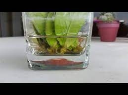 Water Propagation Of Zz Plant Leaf Cuttings Youtube Zz Plant Propagating Plants Plant Leaves