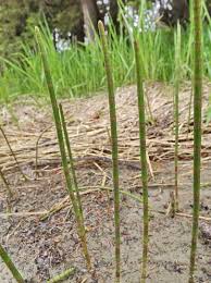 Image result for Blotiella bouxiniana