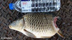 The site owner hides the web page description. é­šè™Žå‡ºæ²'ç¹æ®–å­£åŠ å¤–ä¾†ç¨®æ—¥æœˆæ½­å²¸é‚Šç¾æˆç¾¤é­šçƒ ç'°å¢ƒè³‡è¨Šä¸­å¿ƒ