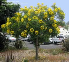 If you live in an area that meets the requirements of how hardy is a cassia tree, planting a cassia tree gold medallion tree (cassia leptophylla) is fast growing to 25 or 30 feet and has long, round seed pods. Plantfiles Pictures Cassia Species Gold Medallion Tree Cassia Leptophylla By Kell