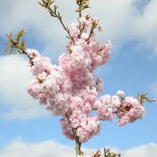 They are also popular for their beautiful flowers or blossoms. 5ft Asano Cherry Blossom Tree Prunus Asano 11 5l Pot Tw At 45cm By Frank P Matthews 63 99 Cherry Blossom Tree Blossom Trees Types Of Soil