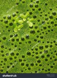 Image result for Wolffia globosa