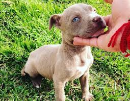 Star pitbull breeders home offers smart, beautiful, intelligent and cheap puppies for sale. Blue Fawn Pitbull Puppies For Sale Craigslist