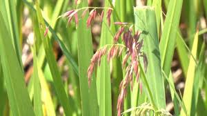 But, its greatest abundance has always been in the state of minnesota! Minnesota Wild Rice Expected To Have A Good Harvest