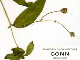 Image result for Triaspis lateriflora