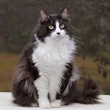 Catbreeds Gorgeous Cats Pretty Cats Long Haired Cats