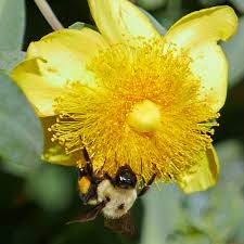 Image result for Andropterum