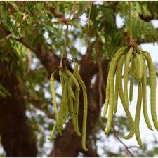 Image result for Parkia