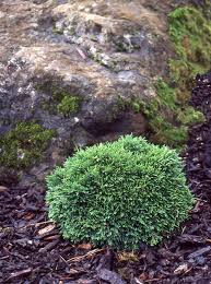 Image result for Grewia conocarpoides