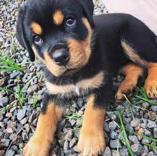 Much can be heard about these dogs from people who know almost nothing about them: Cheap Rottweiler Puppies For Sale Near Me German Shepherd Puppies For Sale