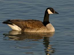 Swimming Bird Wallpaper Bird Life List Animal Of Scotland Ontario Birds