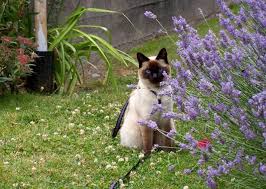 Balinese street sign cat breed feline kitty kitten| indoor/outdoor. Balinese Cat Price Range Balinese Kittens For Sale Cost From Breeders