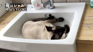 siamese cats journey enjoying hotel