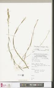 Image result for Trichopteryx fruticulosa