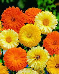 Calendula Pacific Beauty Mix 20 Seeds Calendula Officinalis Calendula Flower Seeds Ornamental Plants