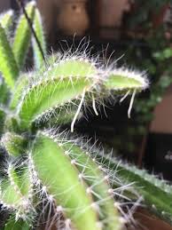 Grow dog tail cactus in a bright spot. Plant Id Forum Dog Tail Cactus Garden Org