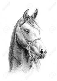 freehand horse head pencil drawing | Dessin tete, Dessin cheval, Dessin