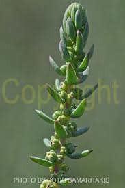 Image result for Suaeda articulata