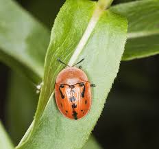 Blocking entry points is essential for preventing potato bugs from getting into your house. Tortoise Beetle Facts Tips For The Control Of Tortoise Beetles