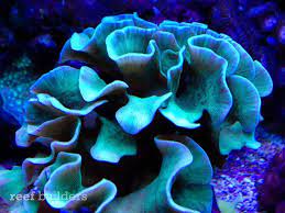 Pavona Frondifera A Mini Potato Chip Coral Beautiful Sea Creatures Coral Reef Sea Coral