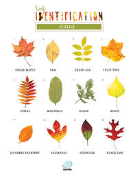 Leaf Identification Game Imom