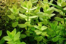 Image result for Bacopa