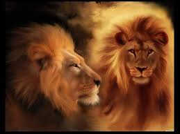 Over 40,000+ cool wallpapers to choose from. Wallpaper Em Movimento 3d Lions 1024x768 Wallpaper Teahub Io