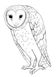 Barn Owl Coloring Page Animals Town Animals Color Sheet Barn Owl Free Printable Coloring Pages An Owl Coloring Pages Animal Coloring Pages Coloring Pages