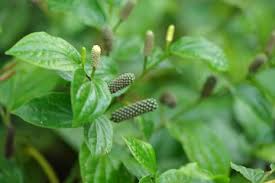 Image result for Piper capense