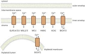 May 04, 2019 · animal and plant cells have some of the same cell components in common including a nucleus, golgi complex, endoplasmic reticulum, ribosomes, mitochondria, peroxisomes, cytoskeleton, and cell (plasma) membrane. Calcium Transport Systems In Chloroplasts And Mitochondria Of Plant Cells Sciencedirect