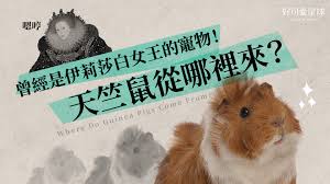 Download and print in pdf or midi free sheet music for 无别 by 张信哲 arranged by fluteassassin for piano, flute (solo). åŽŸä¾†ä¼ŠèŽ‰èŽŽç™½å¥³çŽ‹ä¹Ÿæ˜¯éŸå±Žå¥´ å¤©ç«ºé¼ æ˜¯å¦‚ä½•æˆç‚ºå¯µç‰©çš„