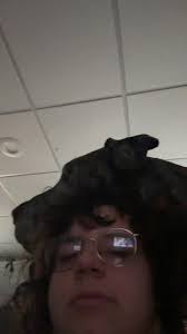 great danes can be very sassy