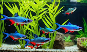 Premium Photo | Photoshoot Of 40 Gallon Breeder Tank Ember Tetras  Cryptocoryne Wendtii Gre Aqua Concept Idea Layout