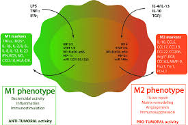 Macrophage Polarization Through The Binding To Their Respective Download Scientific Diagram