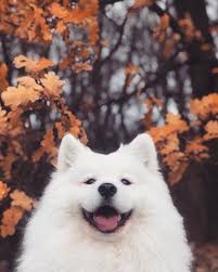 Mayapolarbear On Twitter Samoyed Dogs Cute Dog Wallpaper Cute Animals