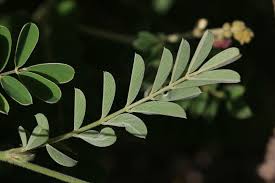 Image result for Tephrosia rhodesica